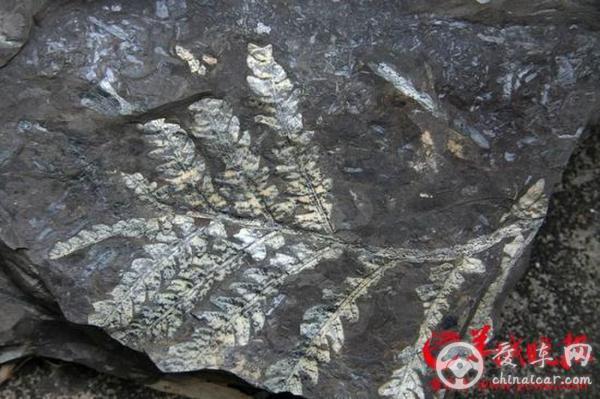 极具科研价值的广州上亿年生物化石却被烧成砖